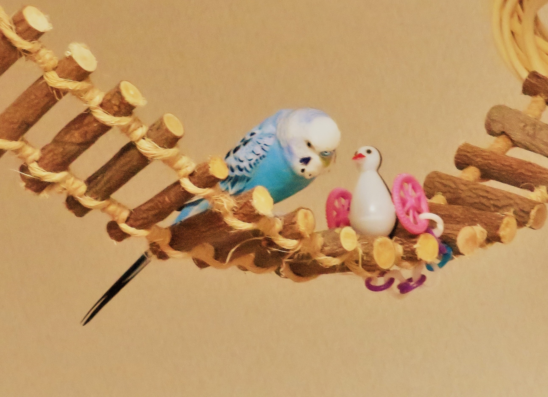 セキセイインコおもちゃ